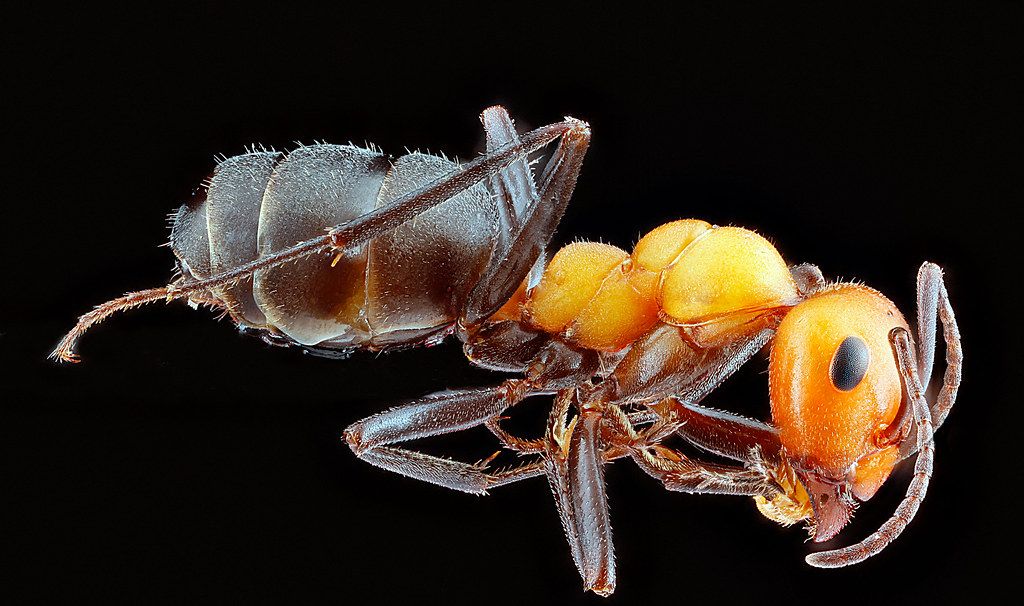 Ant Control service in Grand Forks, ND