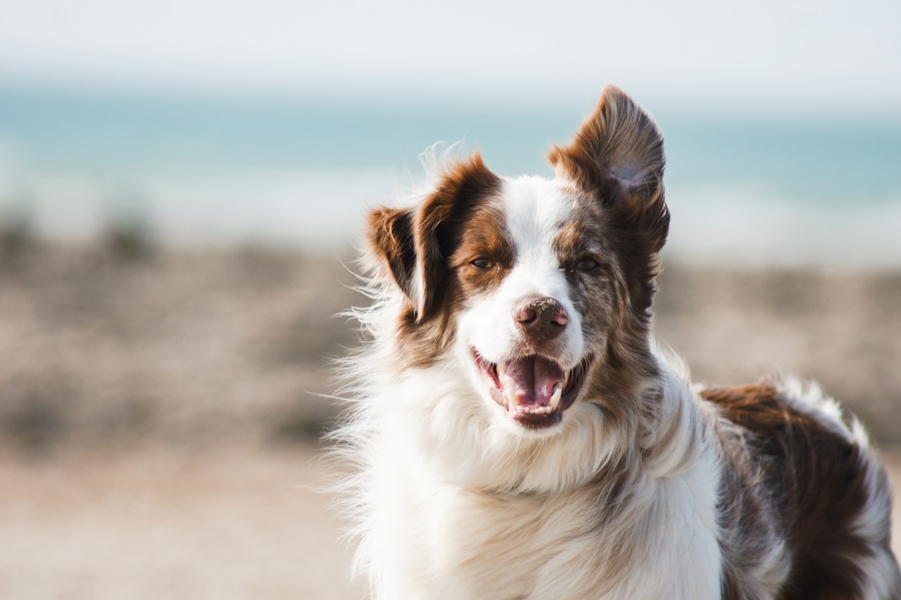 Flea & Tick Control service in Grand Forks, ND