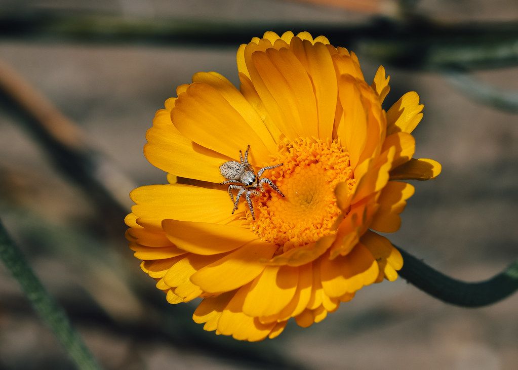 Spider Control service in Grand Forks, ND